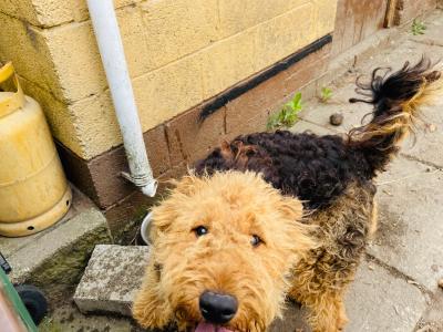 Pedigree male Airedale Terrier – Purebred Champion Bloodline
