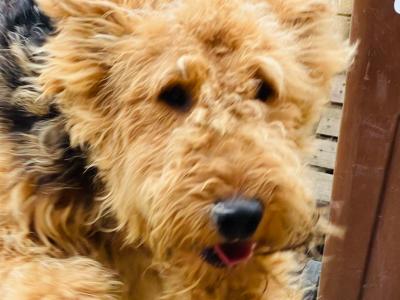 Pedigree male Airedale Terrier – Purebred Champion Bloodline