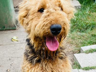 Pedigree male Airedale Terrier – Purebred Champion Bloodline