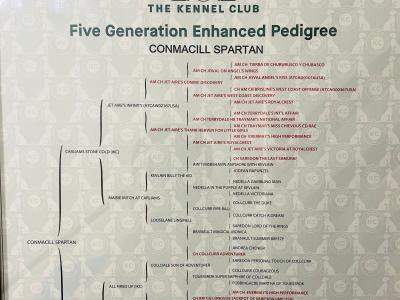 Pedigree male Airedale Terrier – Purebred Champion Bloodline