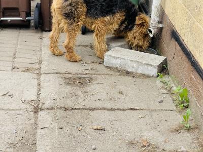 Pedigree male Airedale Terrier – Purebred Champion Bloodline