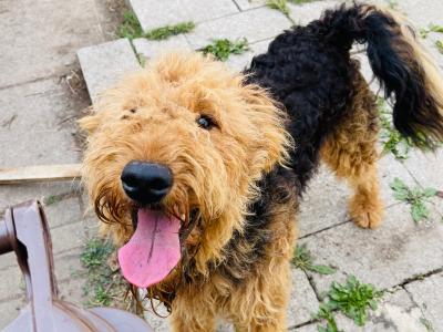 Pedigree male Airedale Terrier – Purebred Champion Bloodline