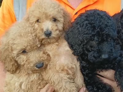 Gorgeous miniature Poodle puppies in Monaghan