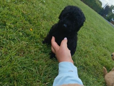 Gorgeous miniature Poodle puppies in Monaghan