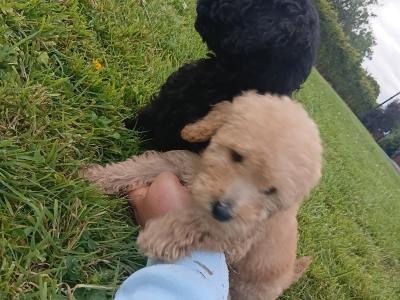 Gorgeous miniature Poodle puppies in Monaghan