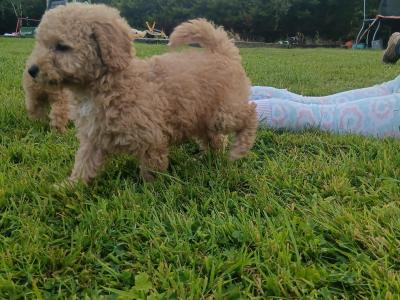 Gorgeous miniature Poodle puppies in Monaghan