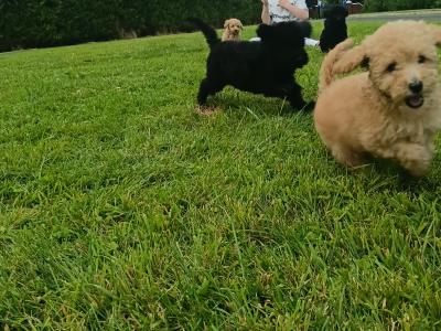 Gorgeous miniature Poodle puppies in Monaghan