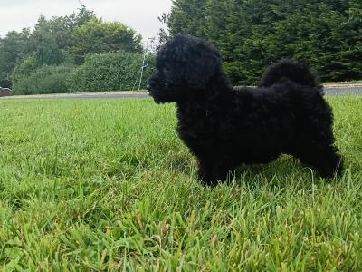 Gorgeous miniature Poodle puppies in Monaghan