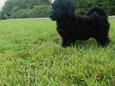 Gorgeous miniature Poodle puppies in Monaghan
