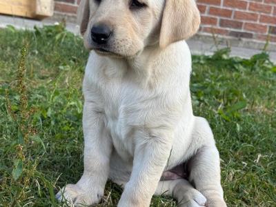 Beautiful Labrador puppies for sale in Kildare