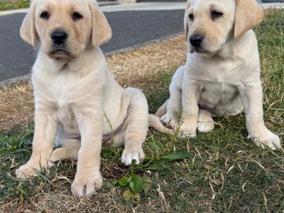 Beautiful Labrador puppies for sale in Kildare