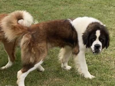 IKC Registered Rocky the St. Bernard 🥊🔥 in Tipperary