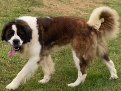 IKC Registered Rocky the St. Bernard 🥊🔥 in Tipperary
