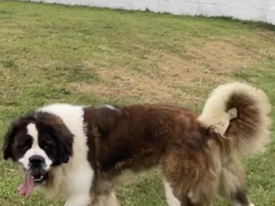 IKC Registered Rocky the St. Bernard 🥊🔥 in Tipperary