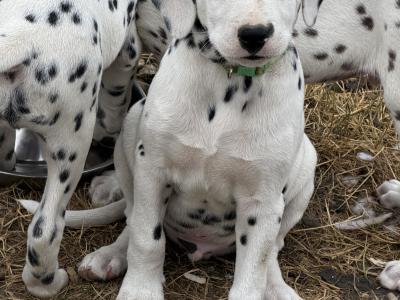 5Dalmatian puppies ready to go