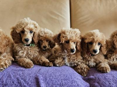 Poodle puppies in Down