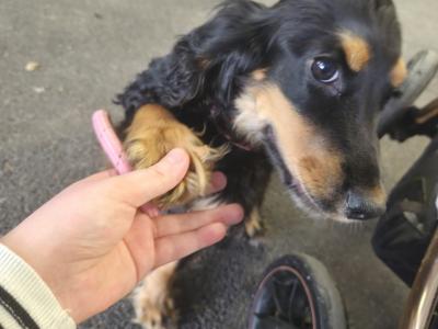 Coco is a female Cocker Spaniel puppy 9 months old in Cork