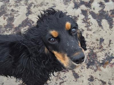 Coco is a female Cocker Spaniel puppy 9 months old in Cork