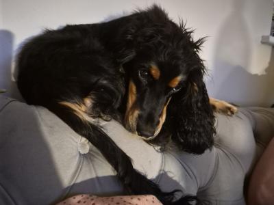 Coco is a female Cocker Spaniel puppy 9 months old in Cork
