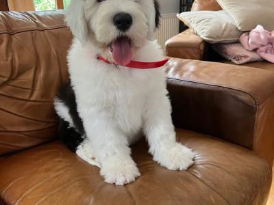 Health tested purebred IKC Registered Old English Sheepdog puppies for sale in Wexford