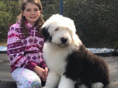 Health tested purebred IKC Registered Old English Sheepdog puppies for sale in Wexford