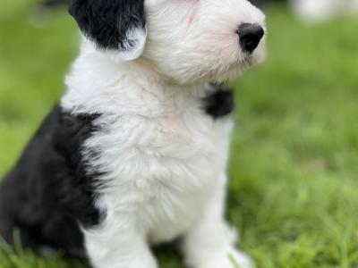 Health tested purebred IKC Registered Old English Sheepdog puppies for sale in Wexford
