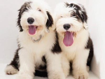 Health tested purebred IKC Registered Old English Sheepdog puppies for sale in Wexford