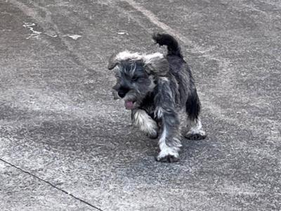 Beautiful miniature schnauzer pups ( add will close when sold)