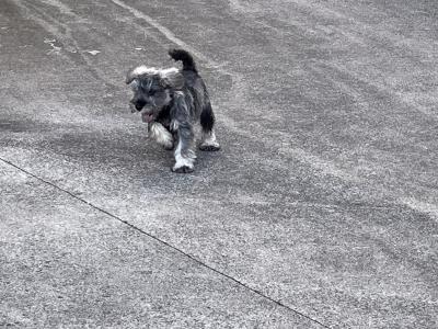 Beautiful miniature schnauzer pups ( add will close when sold)