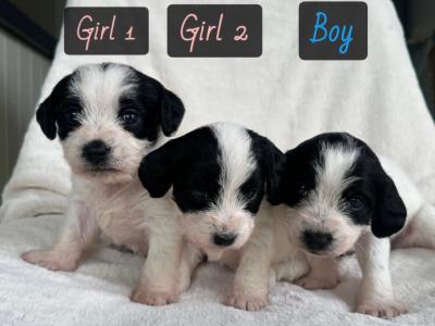 Bichon x Spaniel Great Pets for Children