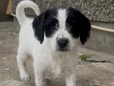 Bichon x Spaniel Great Pets for Children