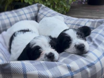 Bichon x Spaniel Great Pets for Children