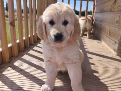 Purebred IKC Registered (Pending) Beautiful Golden Retriever Puppies for sale in Kilkenny