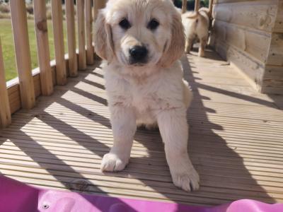 Purebred IKC Registered (Pending) Beautiful Golden Retriever Puppies for sale in Kilkenny
