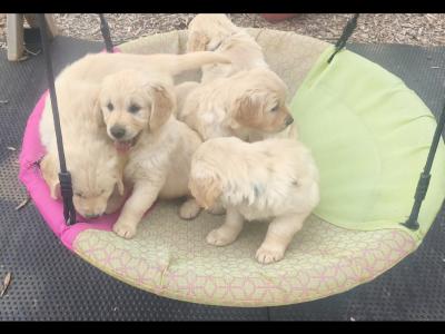 Purebred IKC Registered (Pending) Beautiful Golden Retriever Puppies for sale in Kilkenny