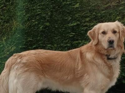Purebred IKC Registered (Pending) Beautiful Golden Retriever Puppies for sale in Kilkenny