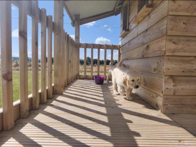Purebred IKC Registered (Pending) Beautiful Golden Retriever Puppies for sale in Kilkenny