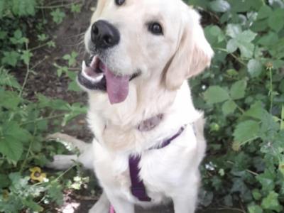 Purebred IKC Registered (Pending) Beautiful Golden Retriever Puppies for sale in Kilkenny