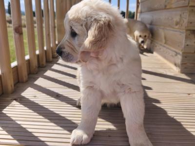 Purebred IKC Registered (Pending) Beautiful Golden Retriever Puppies for sale in Kilkenny