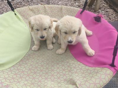 Purebred IKC Registered (Pending) Beautiful Golden Retriever Puppies for sale in Kilkenny