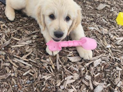 Purebred IKC Registered (Pending) Beautiful Golden Retriever Puppies for sale in Kilkenny