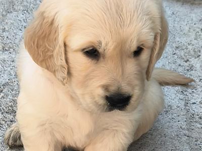 Purebred IKC Registered (Pending) Beautiful Golden Retriever Puppies for sale in Kilkenny