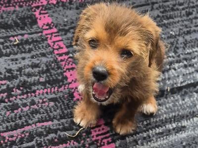 Yorkiechon puppies (Yorkshire Terrier x Bichon Frise) in Tipperary