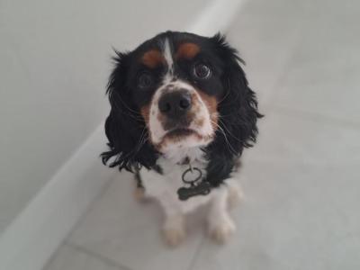 Stunning Cavalier King Charles Male & Female puppies for sale.