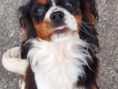 Stunning Cavalier King Charles Male & Female puppies for sale.