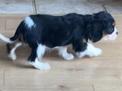 Stunning Cavalier King Charles Male & Female puppies for sale.
