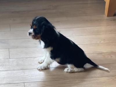 Stunning Cavalier King Charles Male & Female puppies for sale.