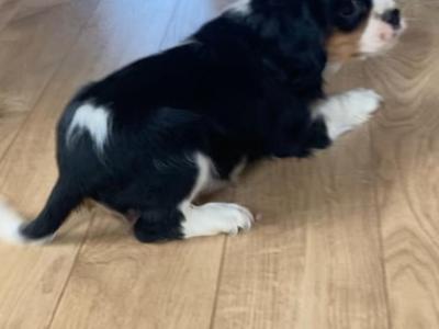 Stunning Cavalier King Charles Male & Female puppies for sale.