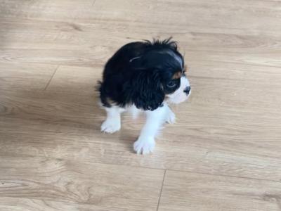 Stunning Cavalier King Charles Male & Female puppies for sale.