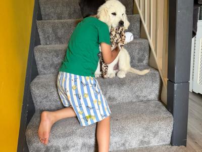 🌟 Beautiful Golden Retriever Boy – House Trained & Ready Now